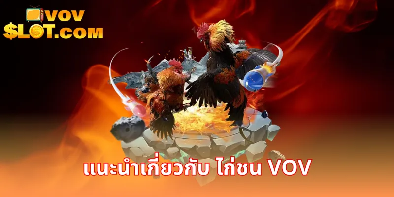 แนะนำเกี่ยวกับ ไก่ชน VOV